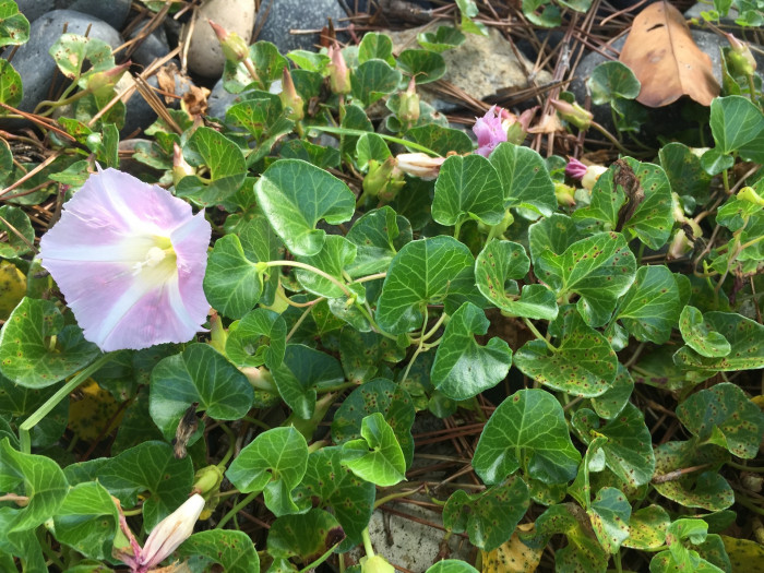 갯메꽃 - Calystegia soldanella (L.) Roem. & Schultb.