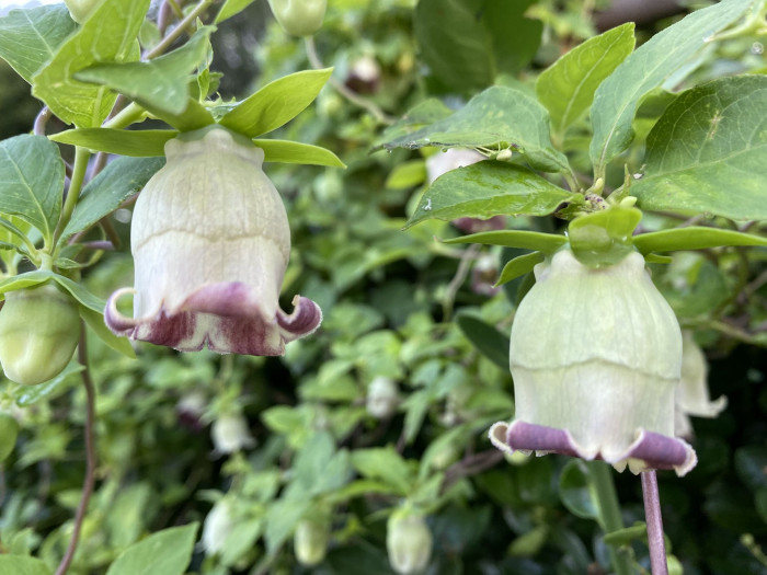 더덕 - Codonopsis lanceolata (Siebold & Zucc.) Trautv.