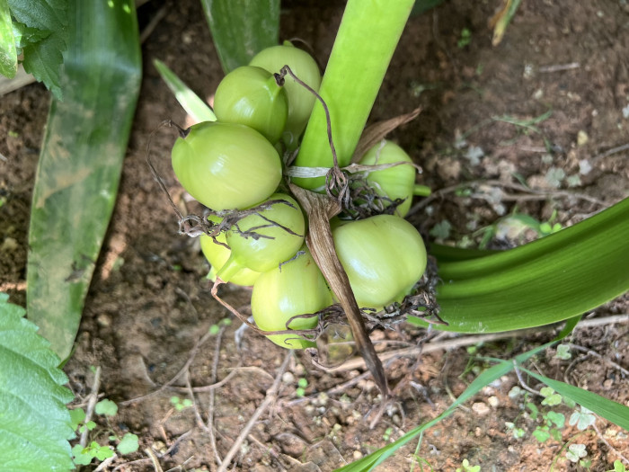 문주란 - poison bulb, giant crinum lily, grand crinum lily, spider lily