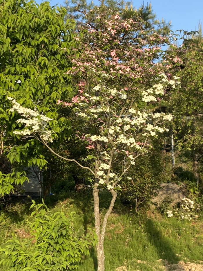미산딸나무 - Dogwood Tree, Cornus florida L.