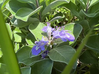 순비기나무 사진 - Vitex rotundifolia L.f. Photos