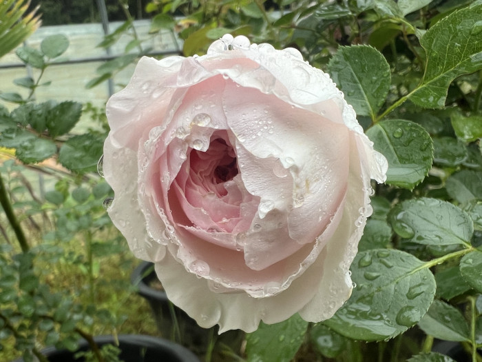 장미 - Rose
