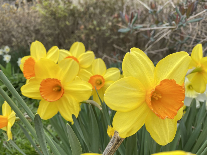 수선화 - daffodil, Narcissus tazetta var. chinensis