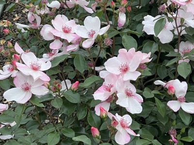 핑크 사쿠리나 사진 