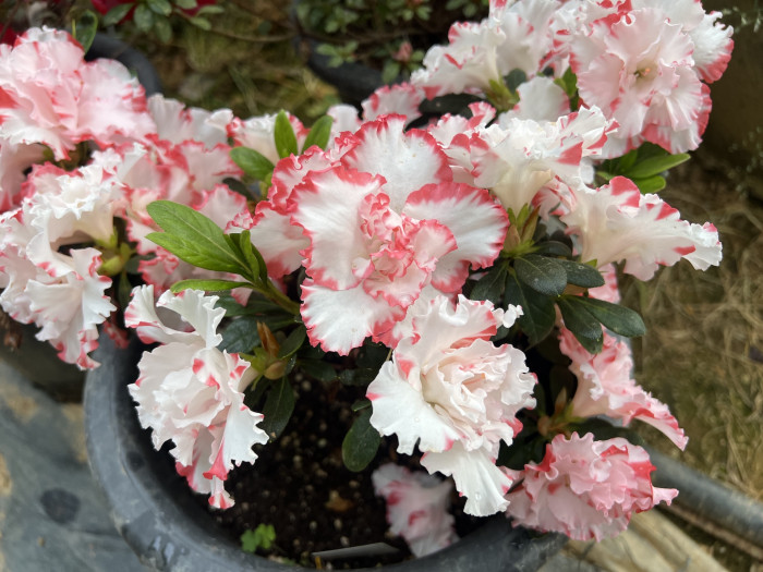 아젤리아 네오폴드 - Azalea