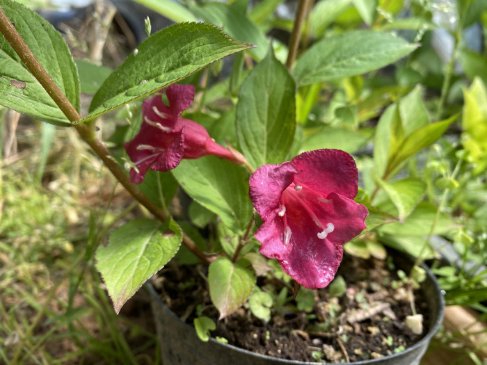 붉은병꽃나무 - Weigela florida (Bunge) A. DC.