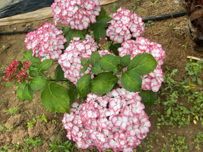 뉴미치코 사진 
