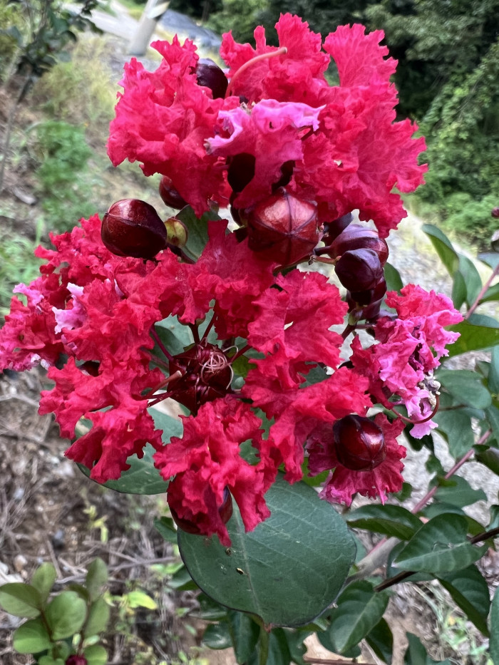 배롱나무 다이나마이트 - Lagerstroemia indica Dynamite