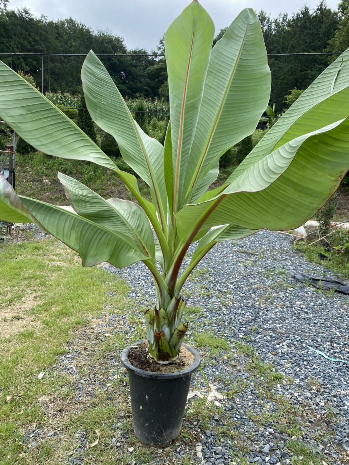 나무바나나 - False Banana,Ethiopian Banana, Ensete ventricosum