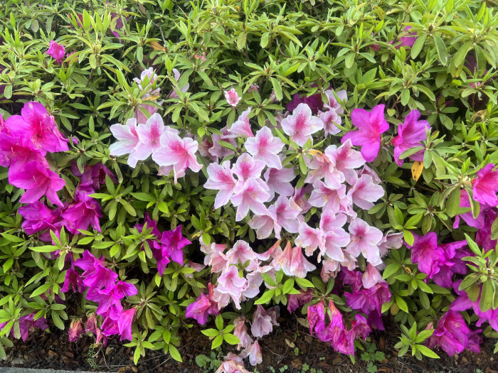 철쭉 - Deciduous Azalea, Rhododendron schlippenbachii Maxim.
