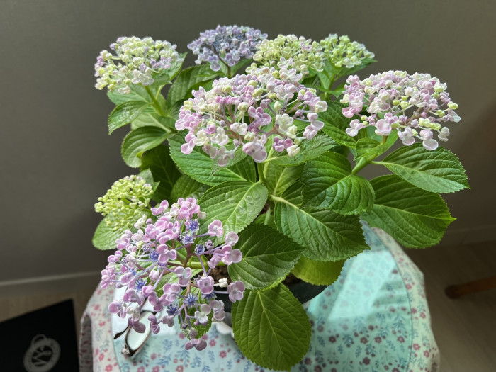 수국 - Hydrangea, Hydrangea macrophylla (Thunb.) Ser. for. otaksa (Siebold & Zucc.) E. H. Wilson