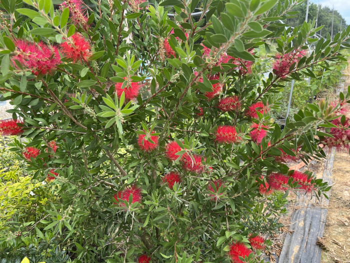 병솔나무 - Bottlebrush, Callistemon lanceolatus