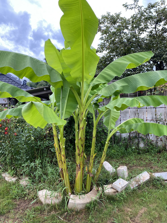 파초 - Japanese banana, Japanese fibre banana, hardy banana, Musa basjoo Siebold & Zucc.