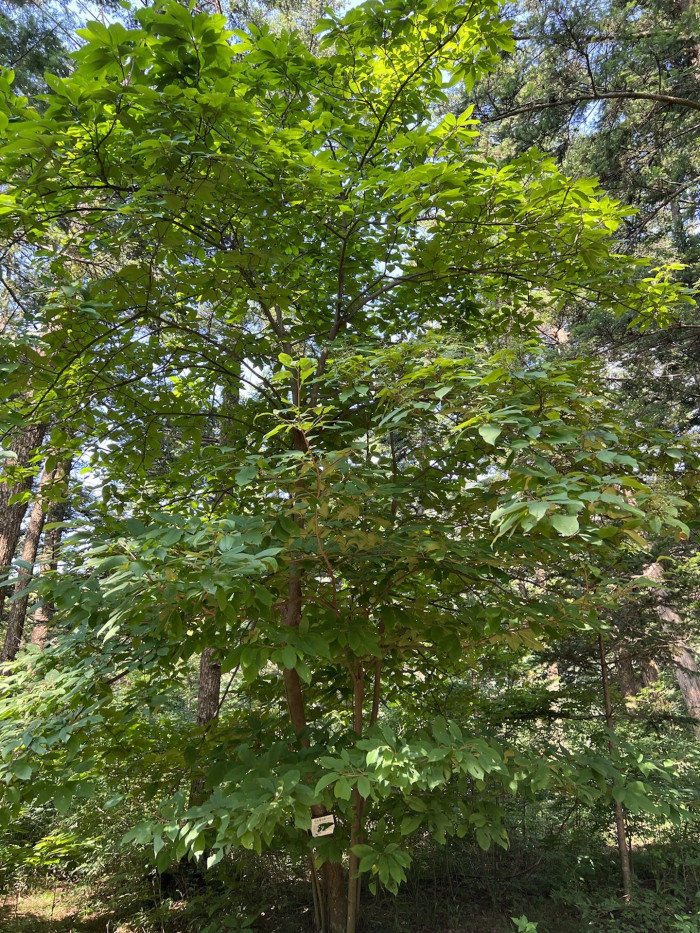 나도밤나무 - Meliosma myriantha Siebold & Zucc.