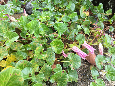 갯메꽃 사진 - Calystegia soldanella (L.) Roem. & Schultb. Photos