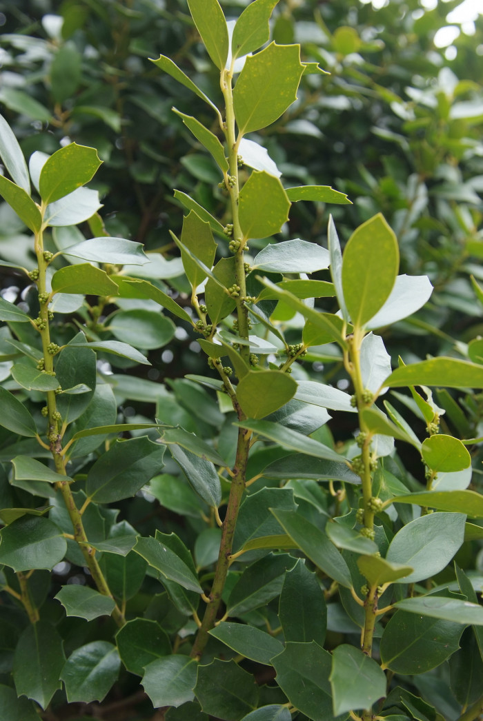 완도호랑가시나무 - Ilex wandoensis C. F. Miller
