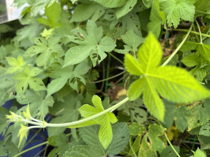환삼덩굴 - Humulus japonicus Sieboid & Zucc.