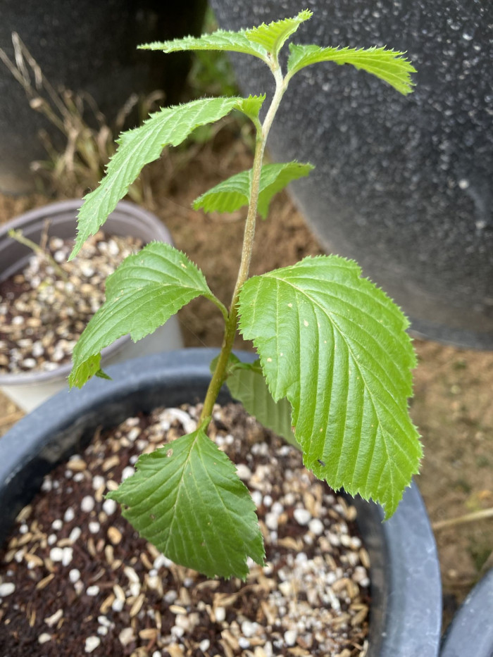 노각나무 - Stewartia pseudocamellia Maxim.