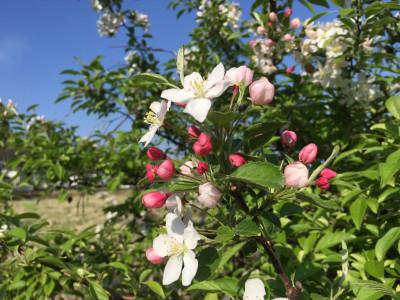 아그배나무 사진 - Malus sieboldii (Regel) Rehder Photos