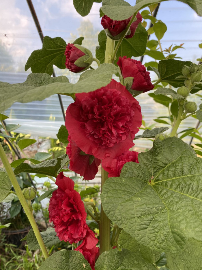 겹접시꽃 - Alcea rosea, Althaea rosea