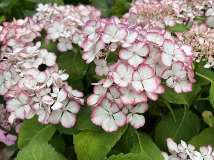 뉴미치코 수국 - Hydrangea Macrophylla