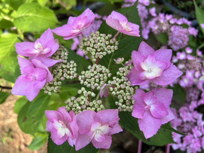 수국 렛츠댄스 캔두  - Hydrangea Macrophylla