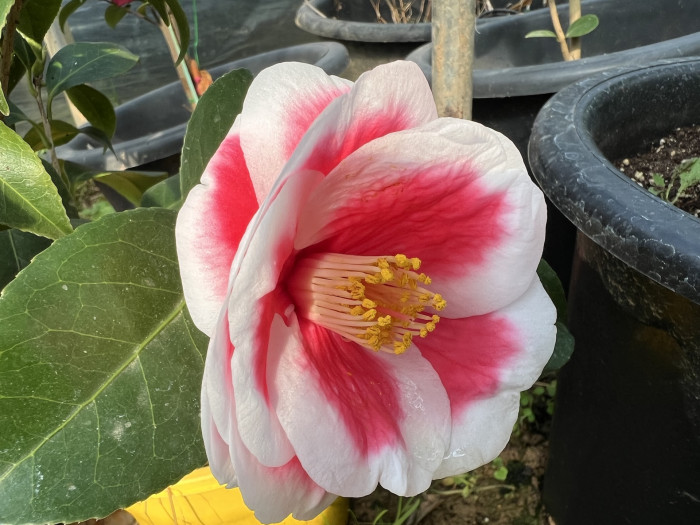 동백나무 - Camellia Japonica