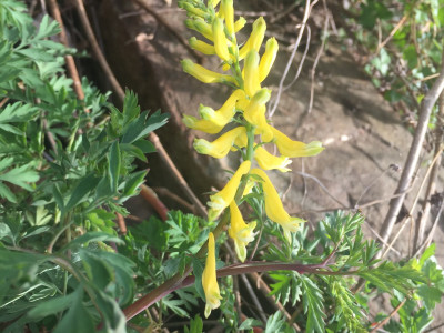 갯괴불주머니 사진 - Corydalis platycarpa (Maxim.) Makino Photos
