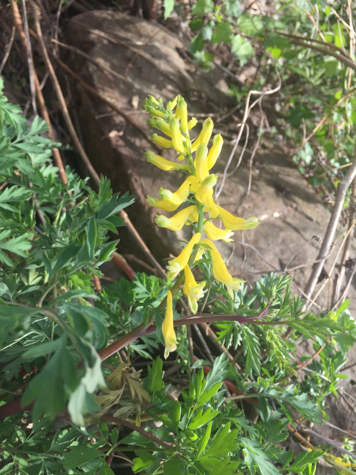 갯괴불주머니 - Corydalis platycarpa (Maxim.) Makino