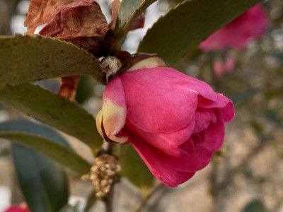 애기동백 사진 - Camellia sasanqua Thunb. Photos