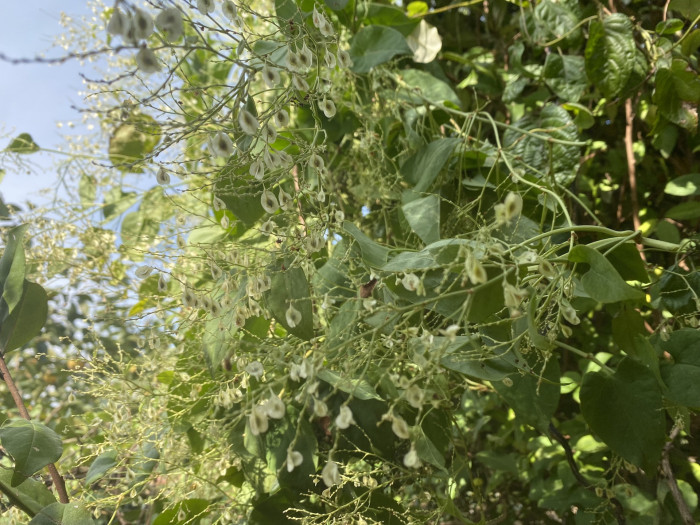 하수오 - Fallopia multiflora (Thunb. ex Murray) Haraldson var. multiflora