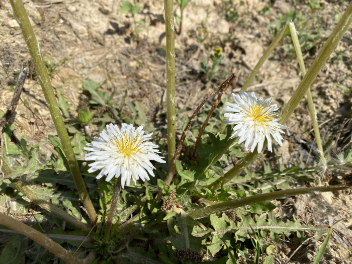 흰민들레 - Taraxacum coreanum Nakai