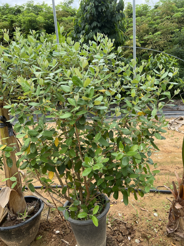 페이조아 - Feijoa, Feijoa sellowiana o.berg