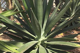 아가베 로판타 - Agave Lophantha Schiede