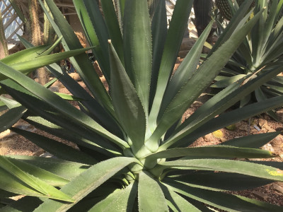 아가베 로판타 사진 - Agave Lophantha Schiede Photos