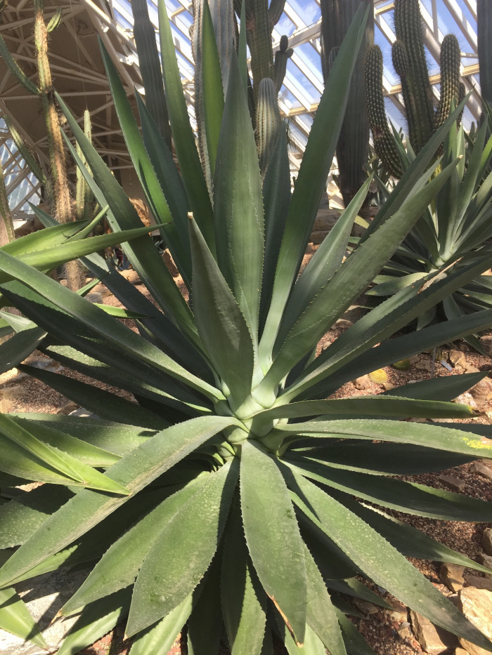 아가베 로판타 - variegata, Agave Lophantha Schiede