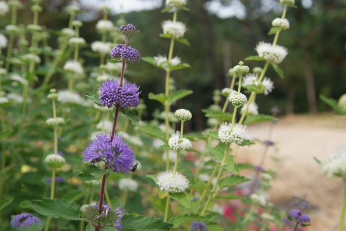 층꽃나무 - Bluebeard, Caryopteris incana (Thunb.) Miq.