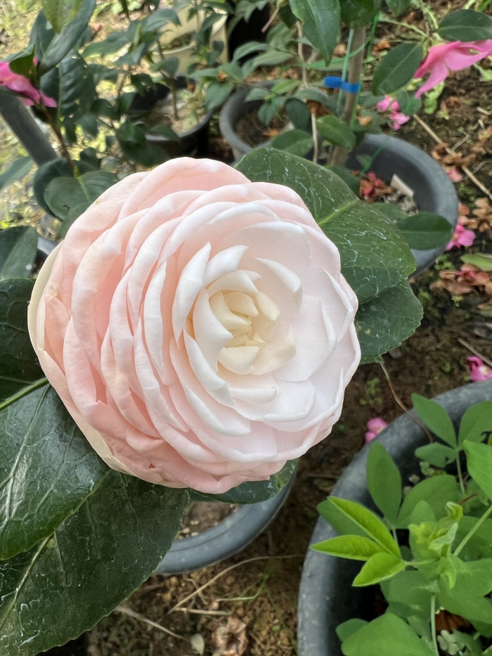 을녀춘 동백나무 - Camellia Japonica