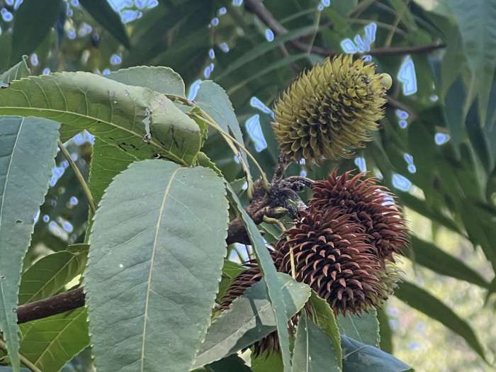 굴피나무 - Platycarya Strobilacea