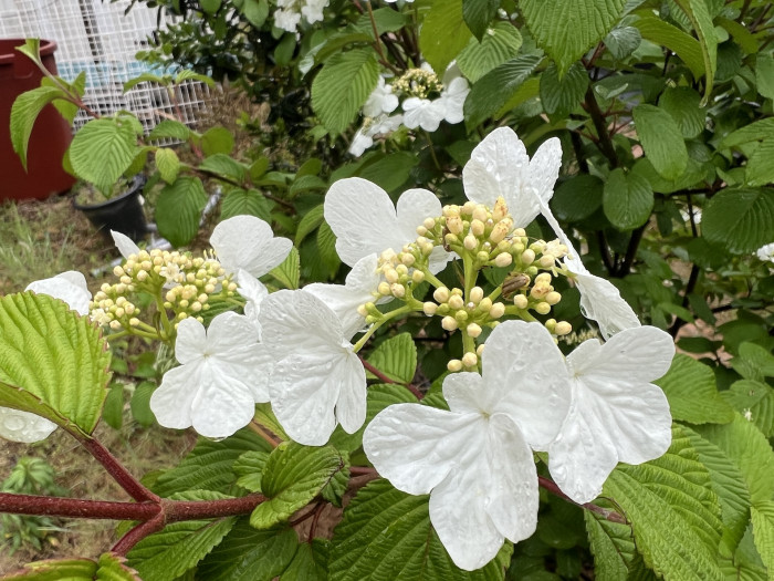 라나스덜꿩나무 - Viburnum plicatum