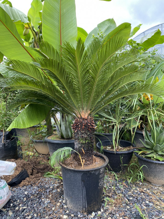 소철 - Cycas revoluta Thunb.