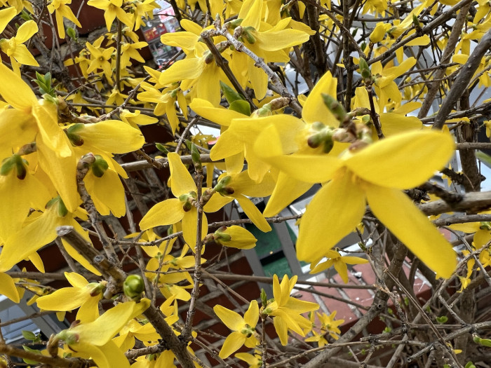 개나리 - golden bell, Forsythia koreana (Rehder) Nakai
