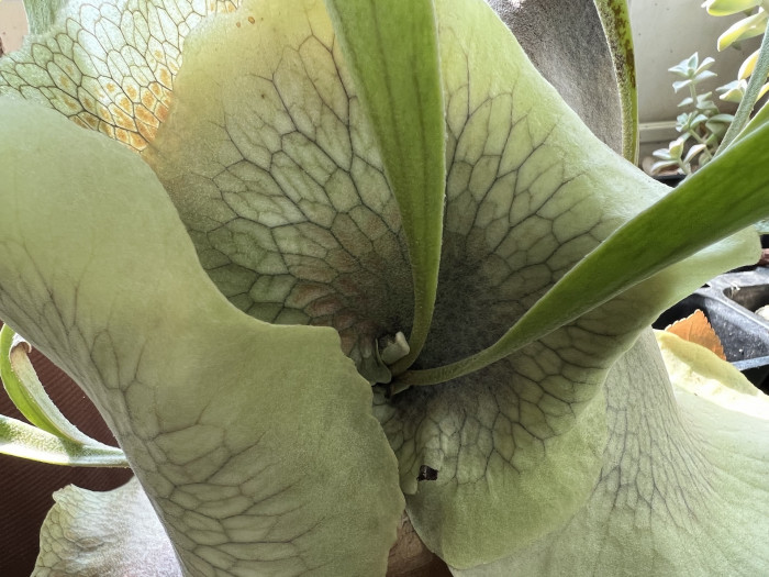 박쥐난 - staghorn fern, Platycerium bifurcatum