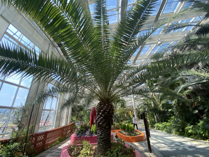 카나리아야자 - Canary Island date palm, Pineapple palm, Phoenix canariensis