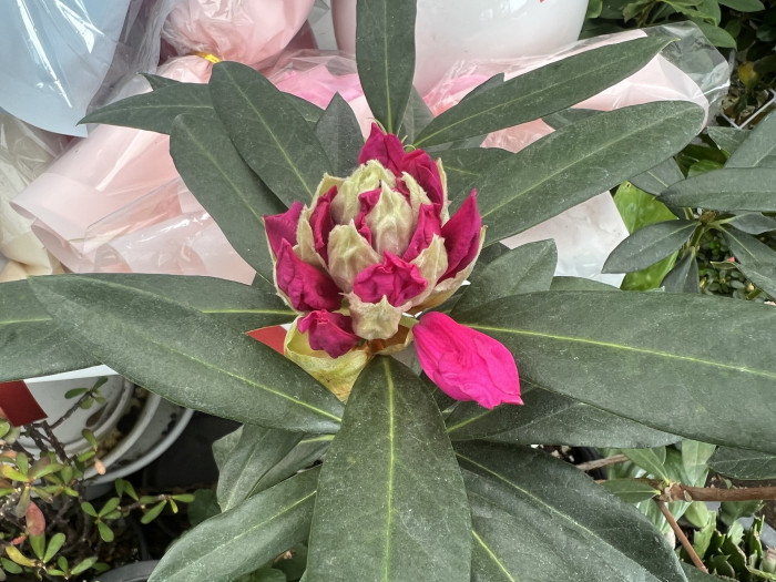 만병초 - Rhododendron Brachycarpum