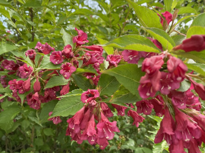 붉은병꽃나무 사진 - Weigela florida (Bunge) A. DC. Photos