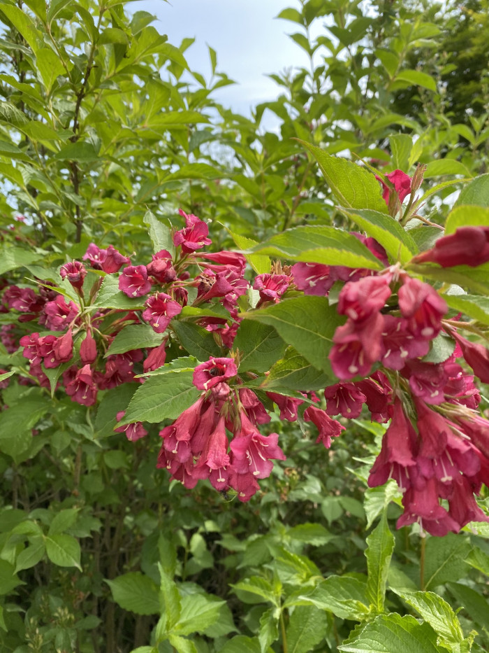 붉은병꽃나무 - Weigela florida (Bunge) A. DC.
