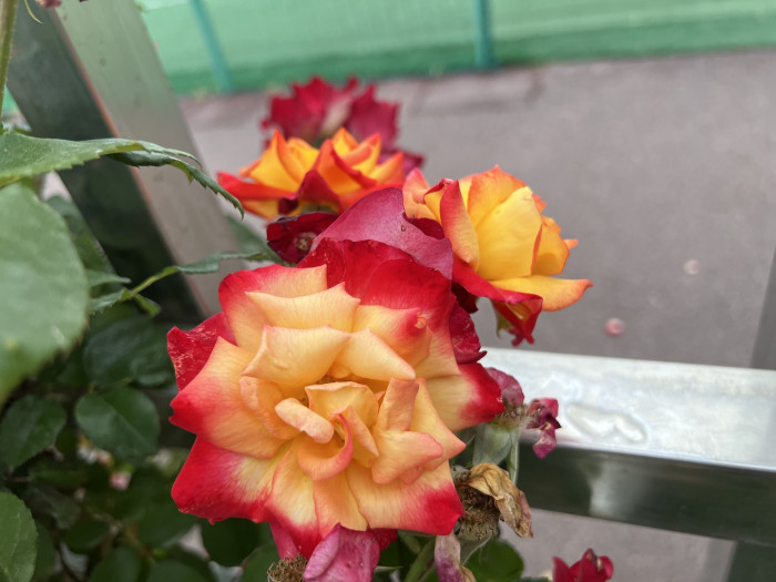 장미 찰스톤 - Rose Charlestone