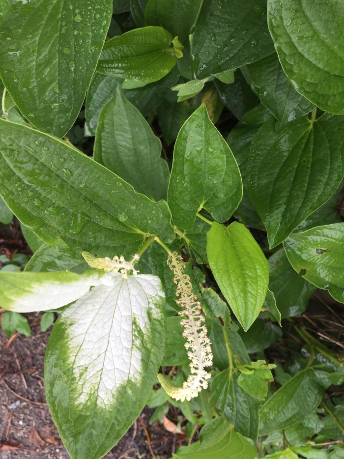 삼백초 - Saururus chinensis (Lour.) Baill.