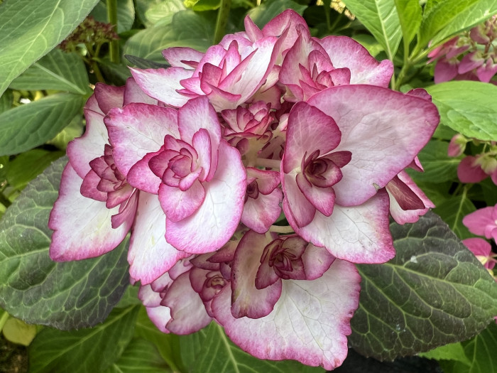 미스사오리 수국 - Hydrangea Macrophylla